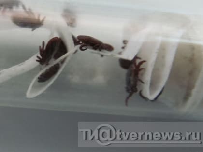 Два жителя Тверской области заболели клещевым боррелиозом