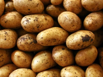 Тверским огородникам рассказали о подготовке  картофеля к посадке