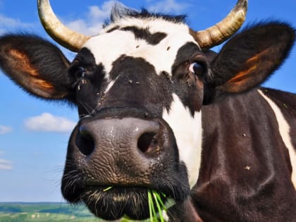 С сельхозпроизводителями обсудили положения закона о побочных продуктах животноводства