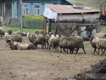 В Тверской области выявили три очага смертельного заболевания домашних животных