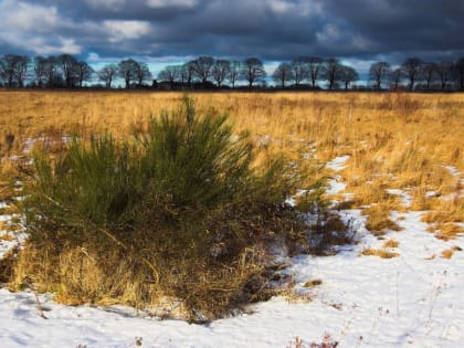 Предприятие «Атерра» пояснило проверяющим, когда очистит пастбище от кустов и сорной травы
