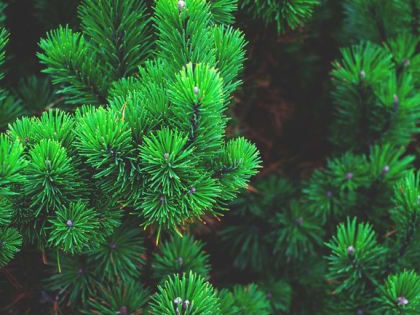 Цены на новогодние ели в среднем выросли на 30-40%