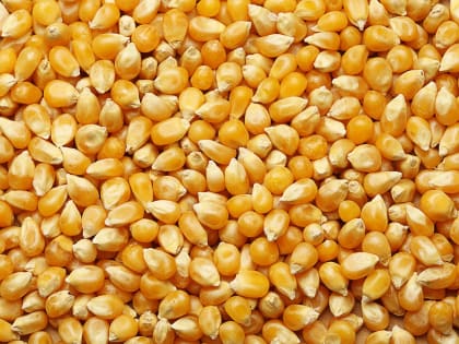 Предприятие заявило о поставке 125 тонн кукурузы, однако не отобразило их в системе контроля