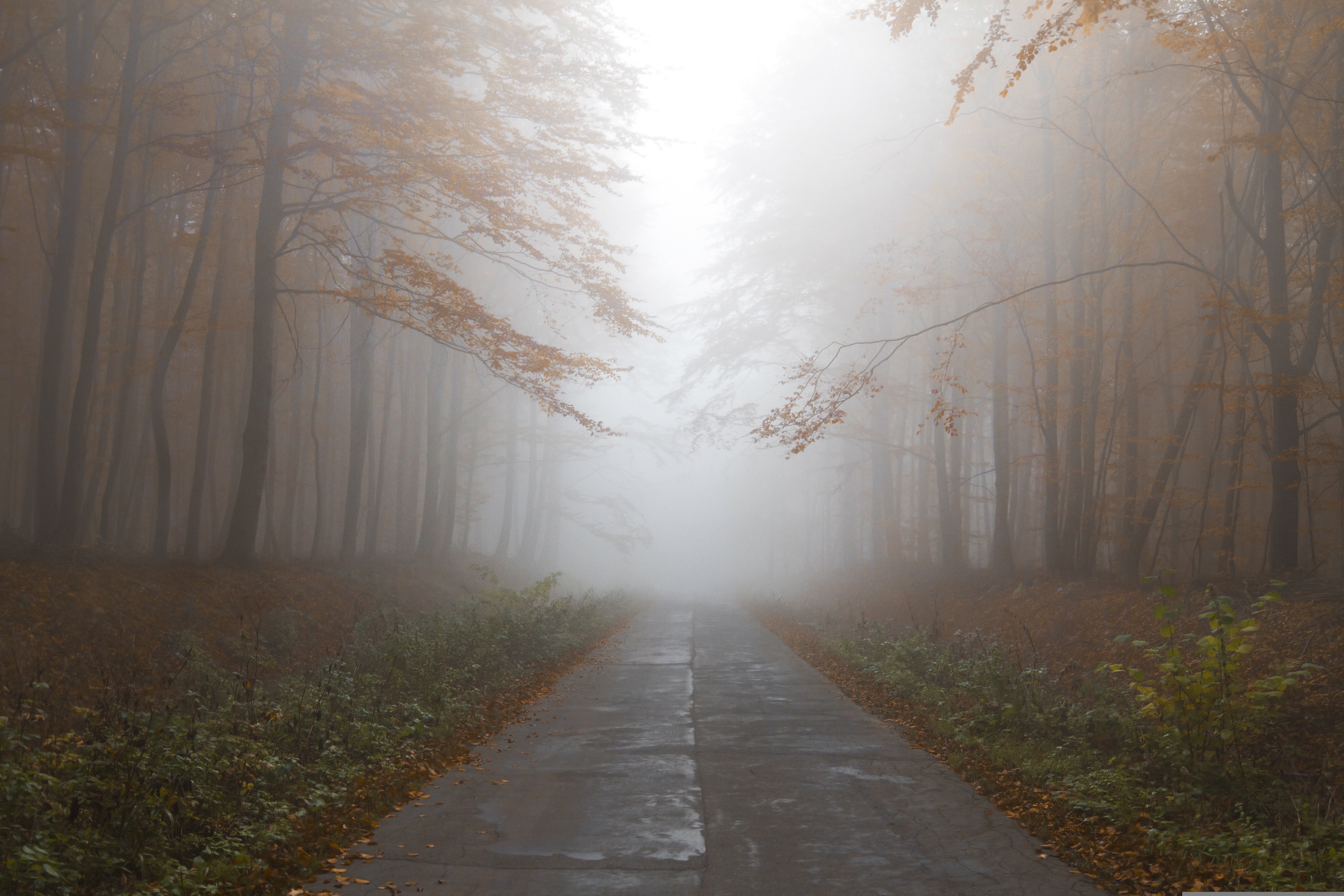 A misty mountain trail symbolizing the courage to face the fear of the unknown.