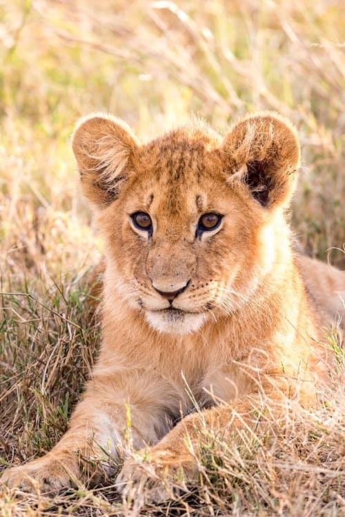 Lion cub