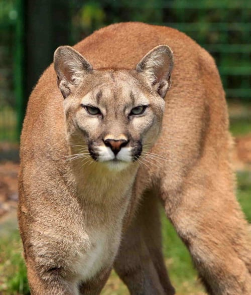 a lion from lion park Agadir