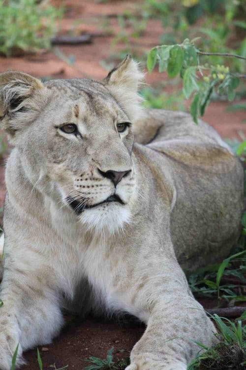 a lion from lion park Agadir