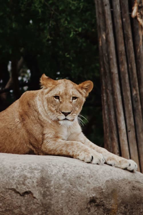 a lion from lion park Agadir