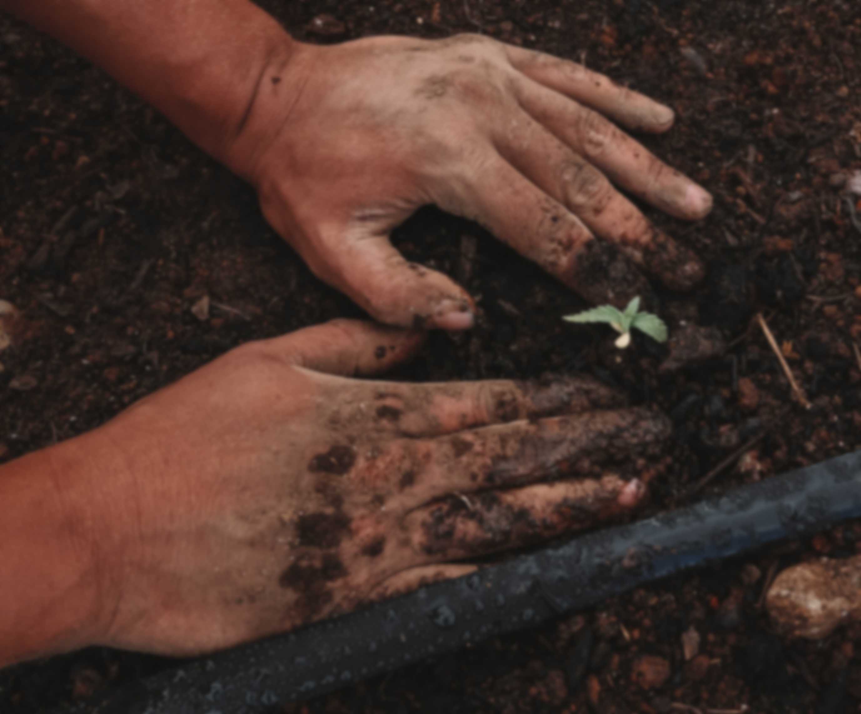 Is Hemp legal to grow?