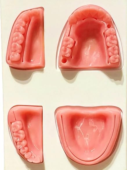 Simulador para ensino de sutura Dental - arcada