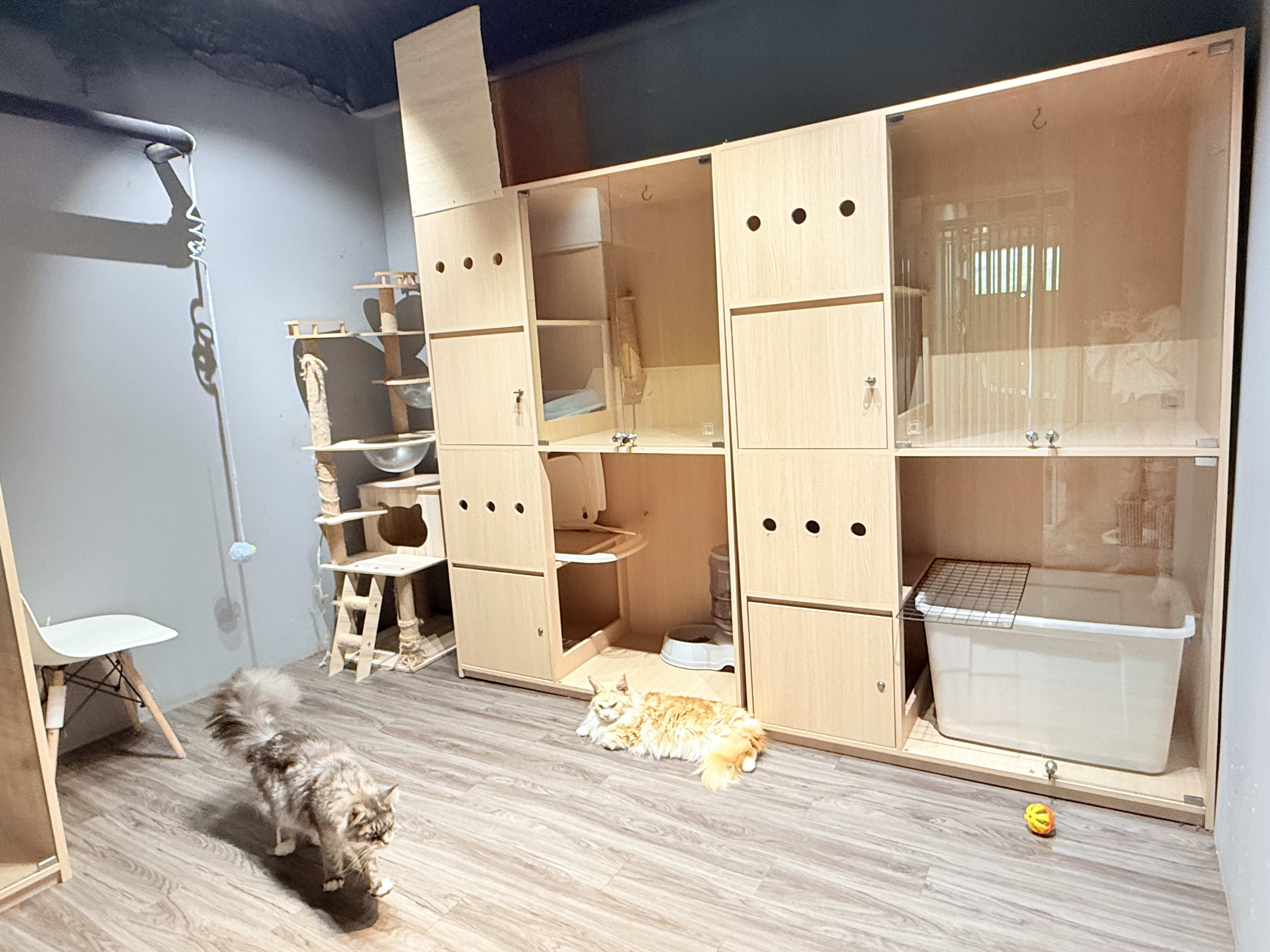 貓舍環境 7