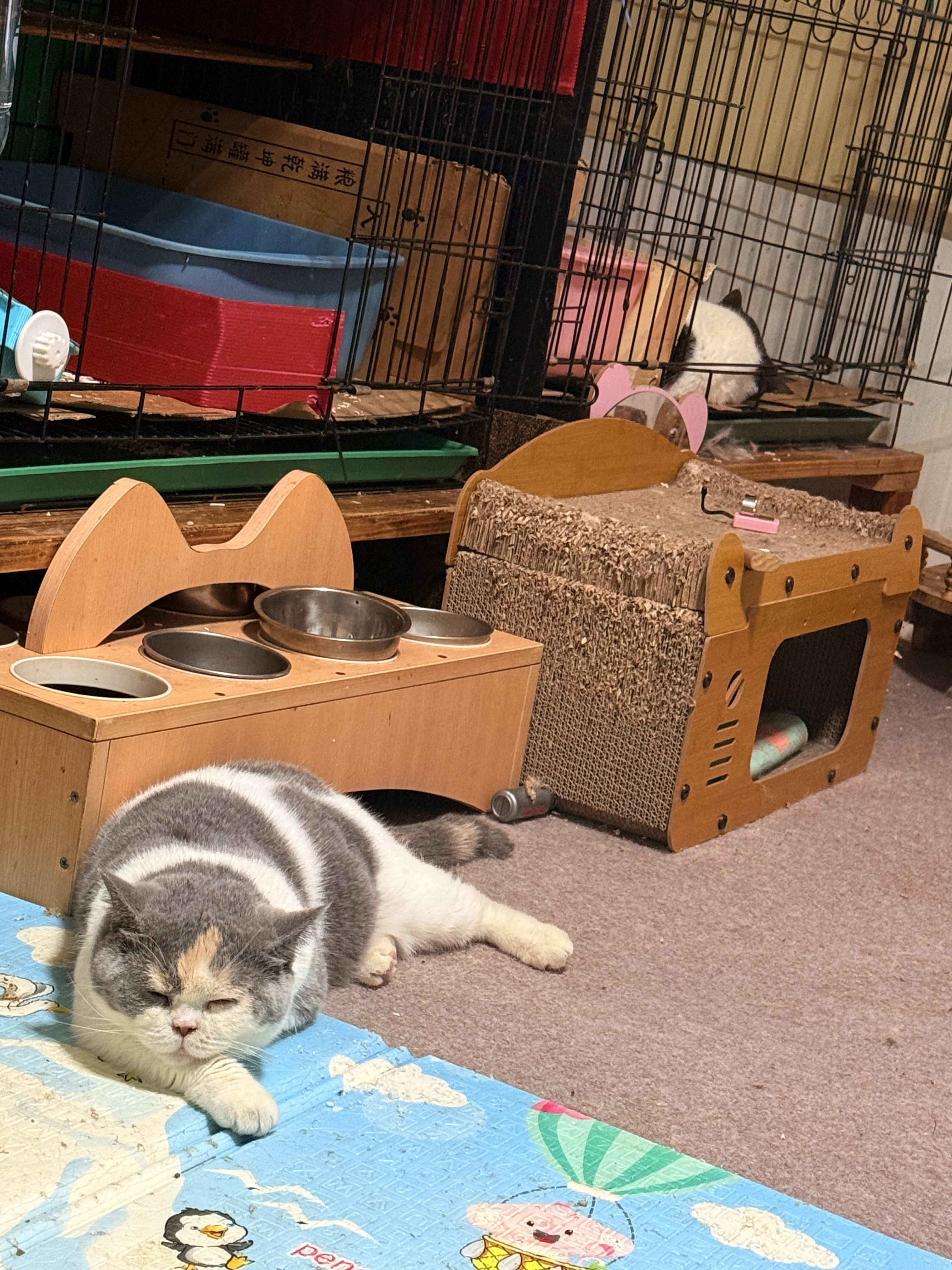 貓舍環境 3