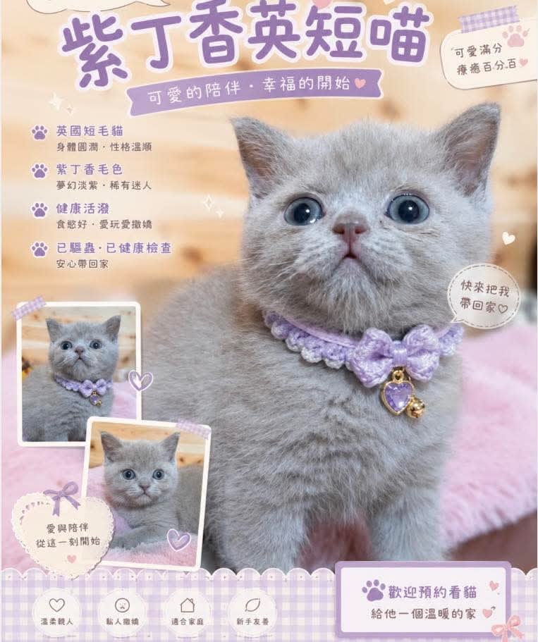 貓舍環境 1
