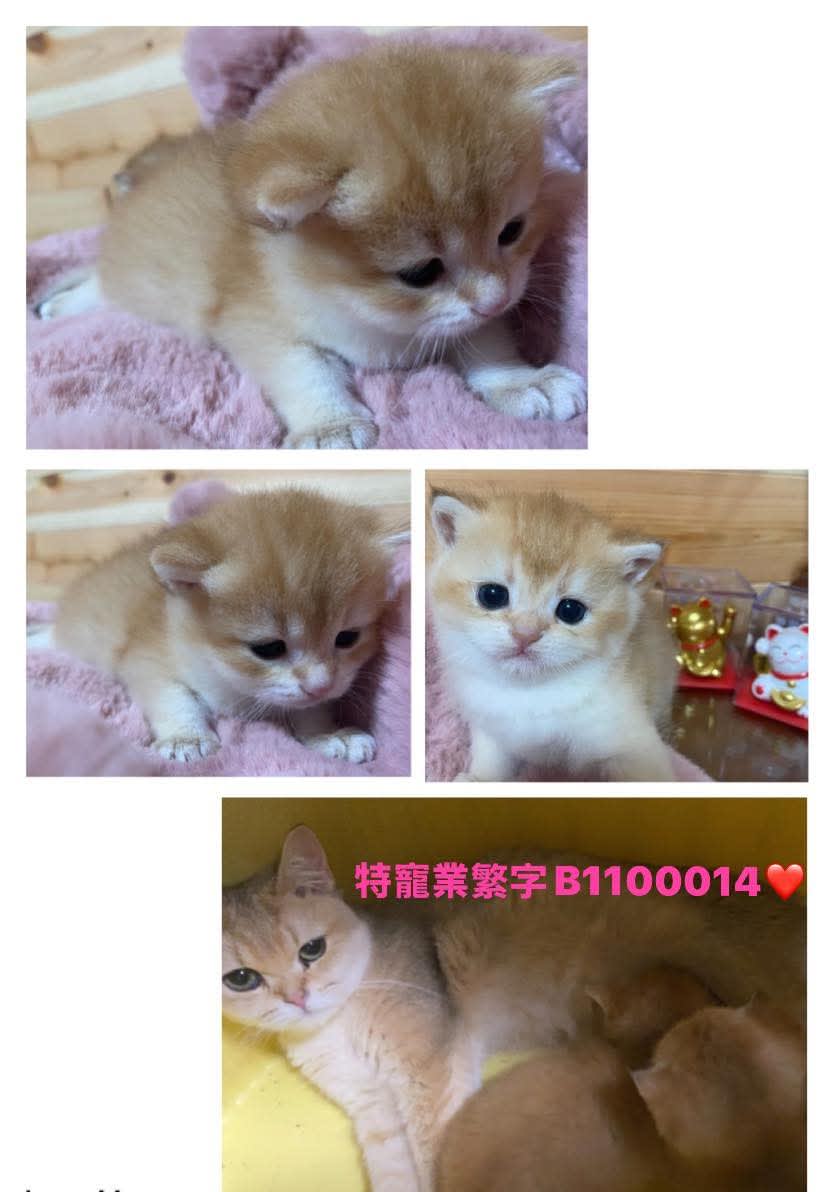 貓舍環境 3