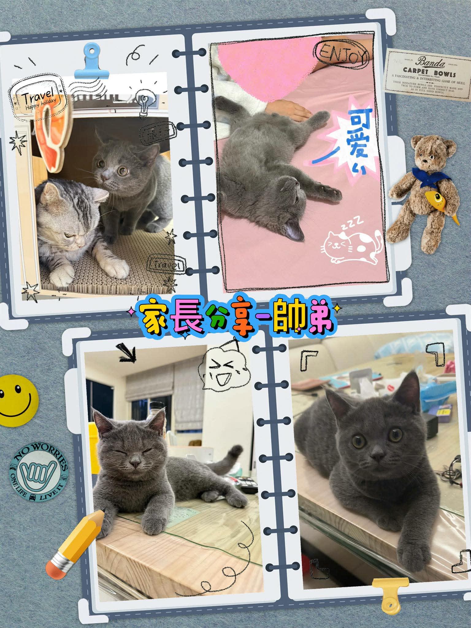 貓舍環境 5