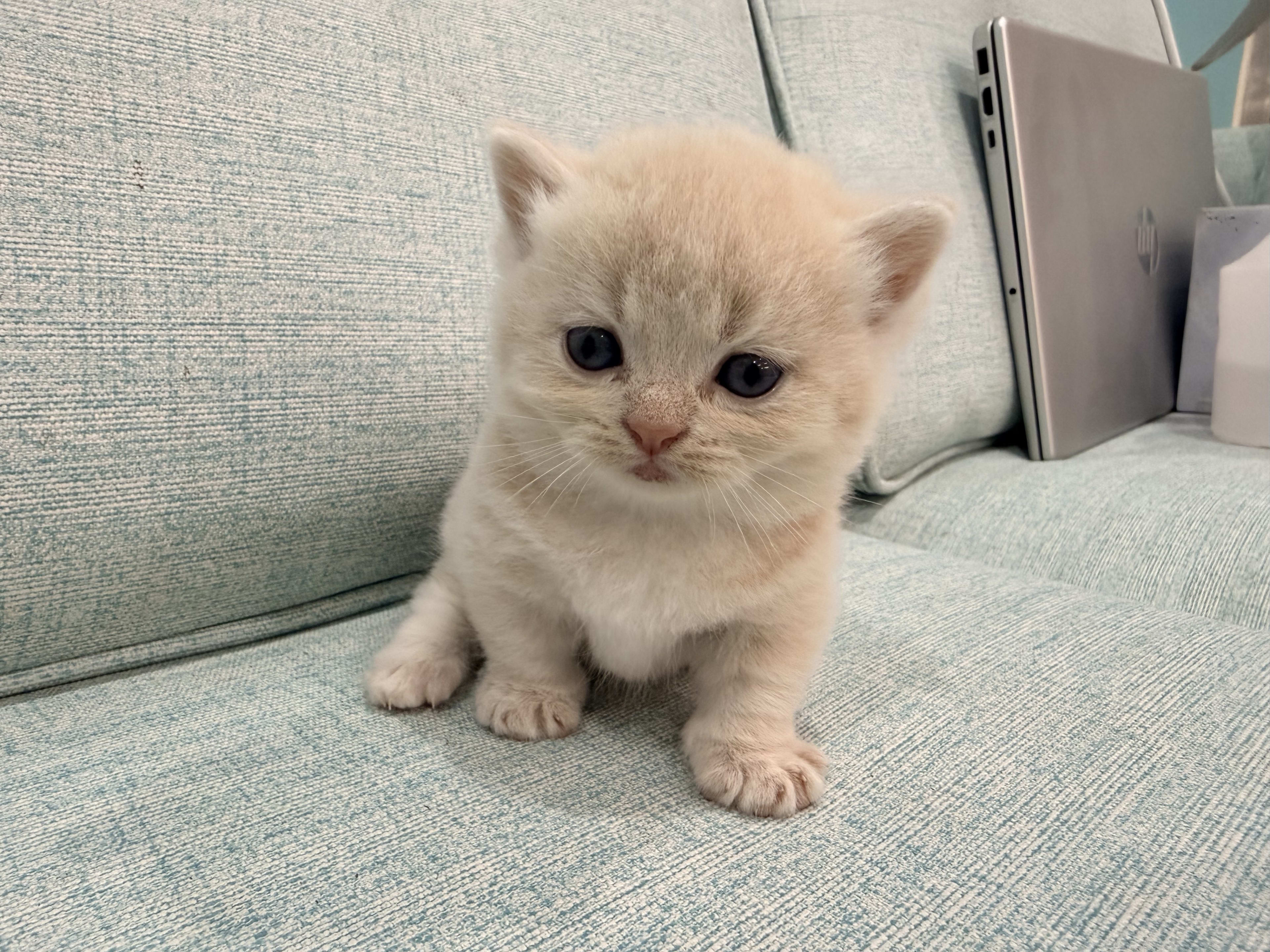 貓舍環境 6