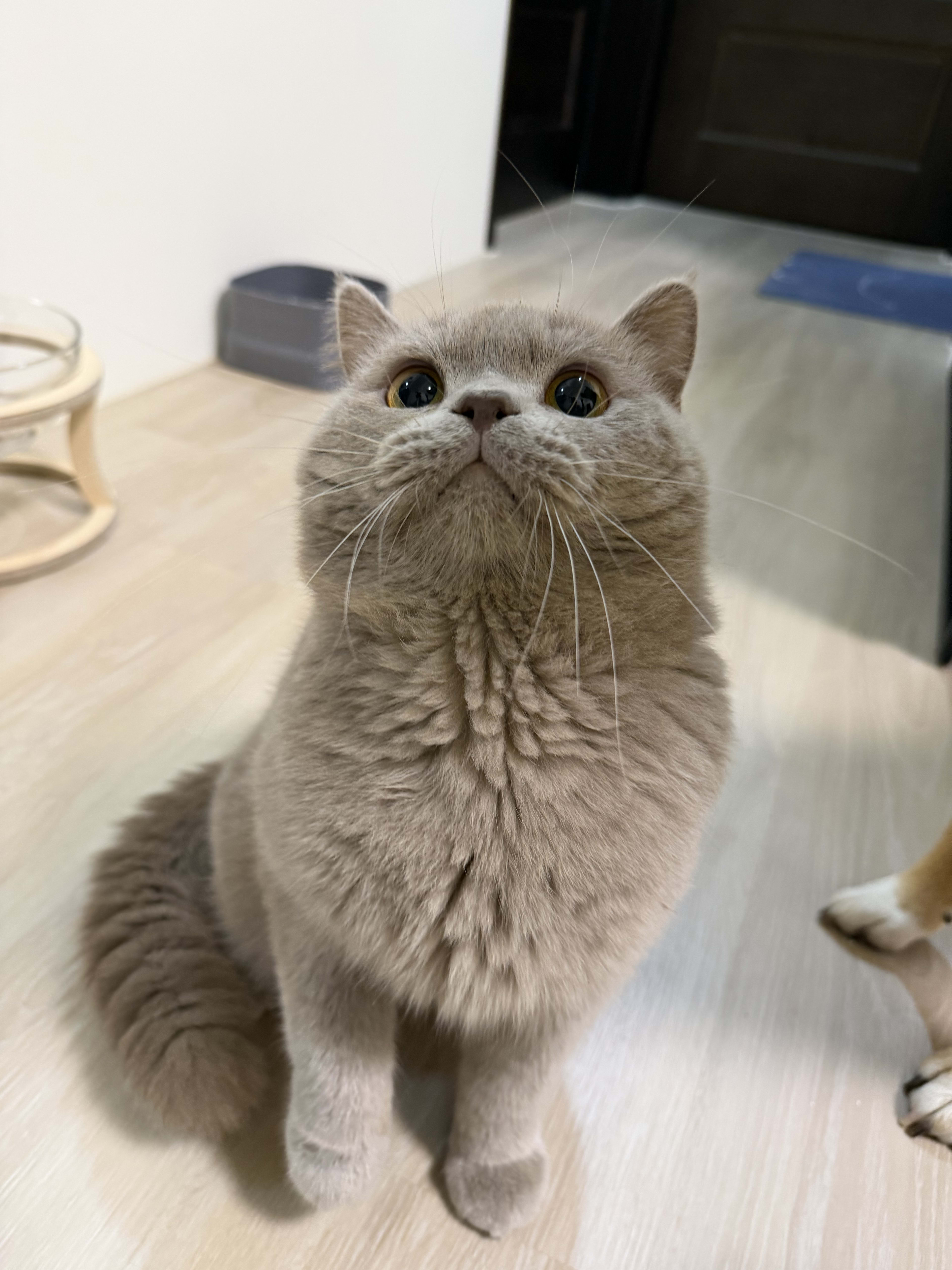 貓舍環境 3