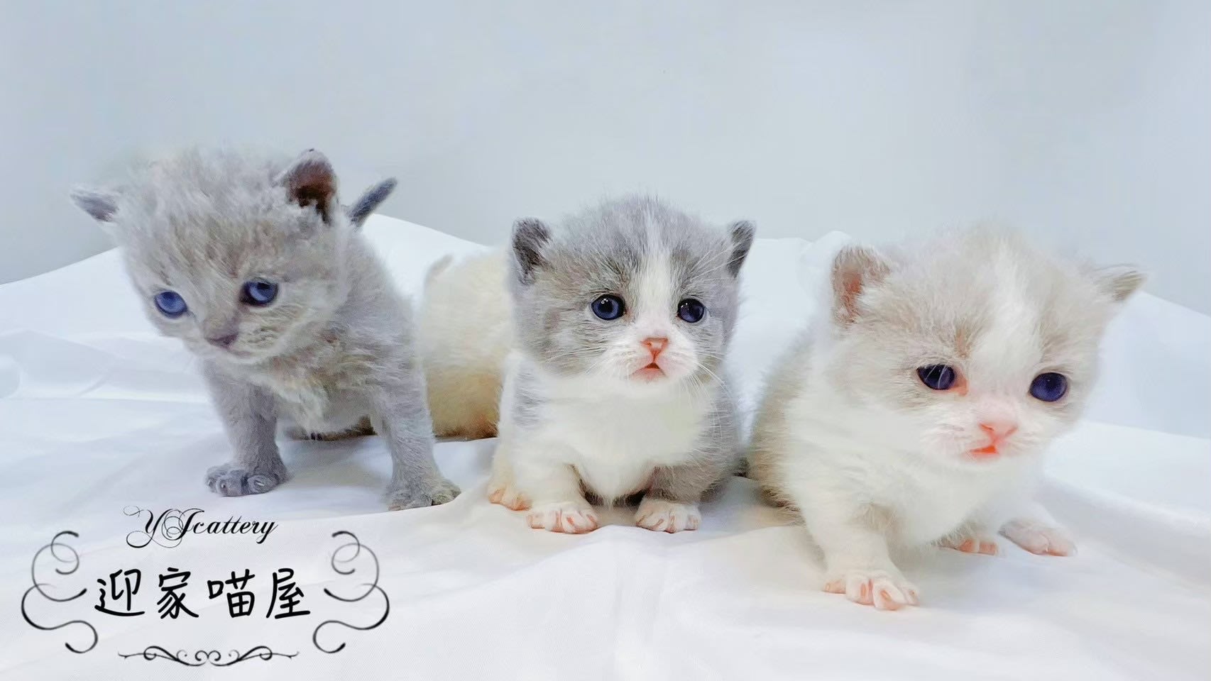 貓舍環境 2