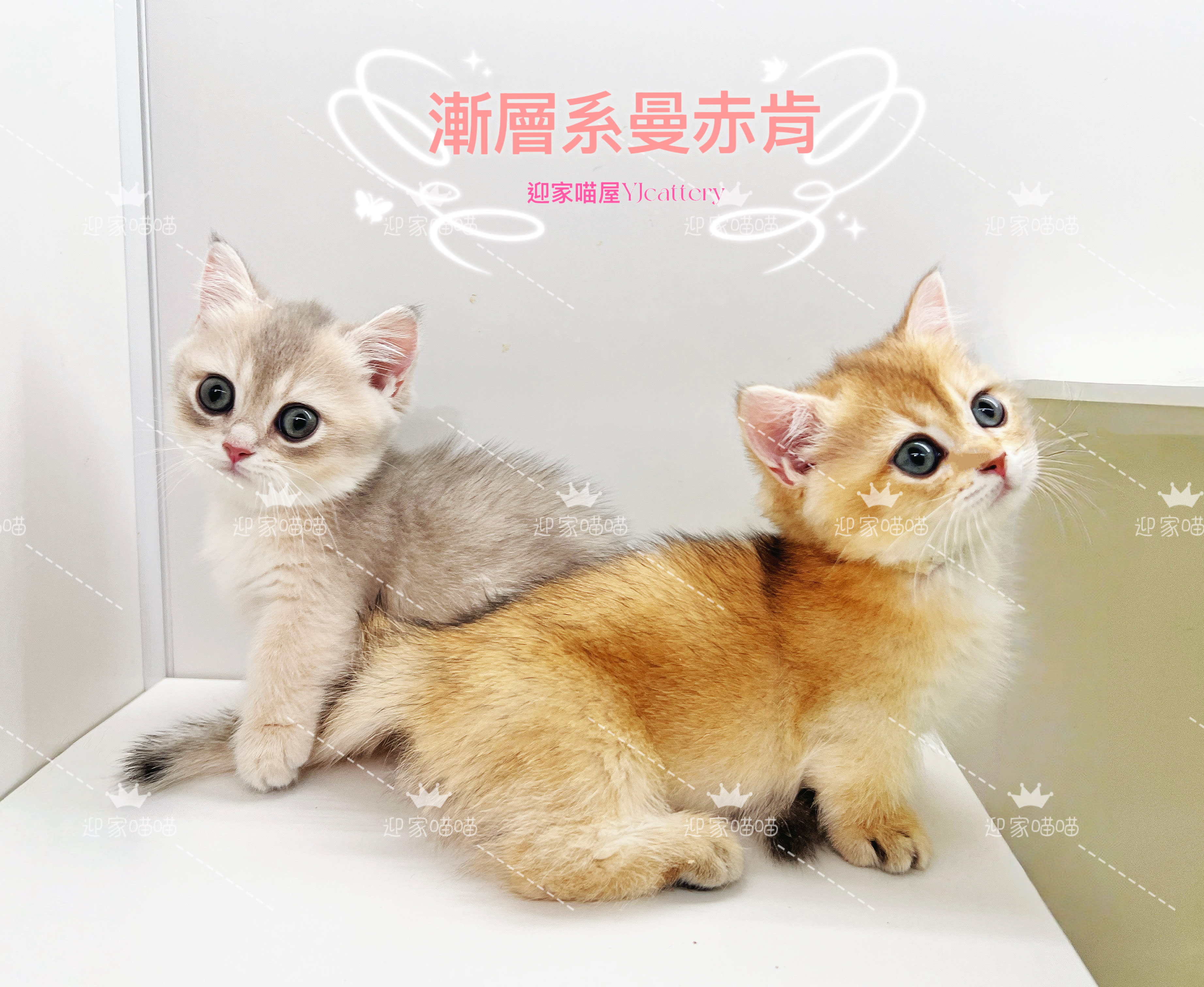 貓舍環境 7