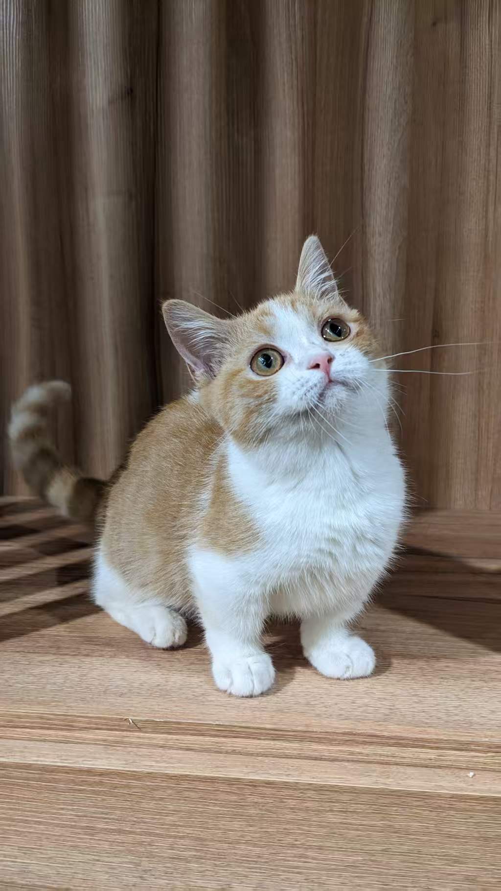 曼赤肯貓