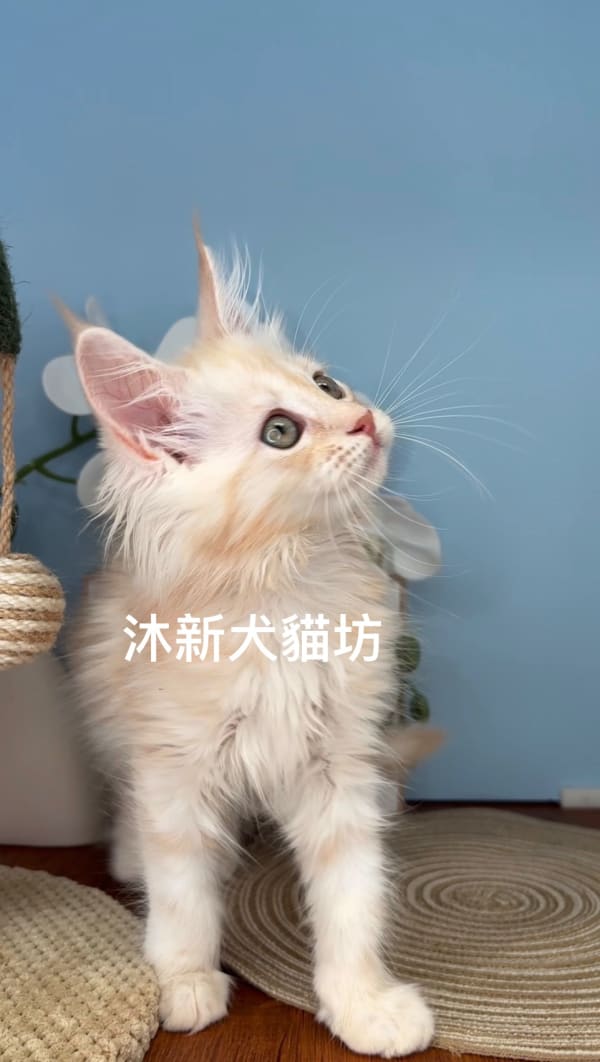 緬因貓 3