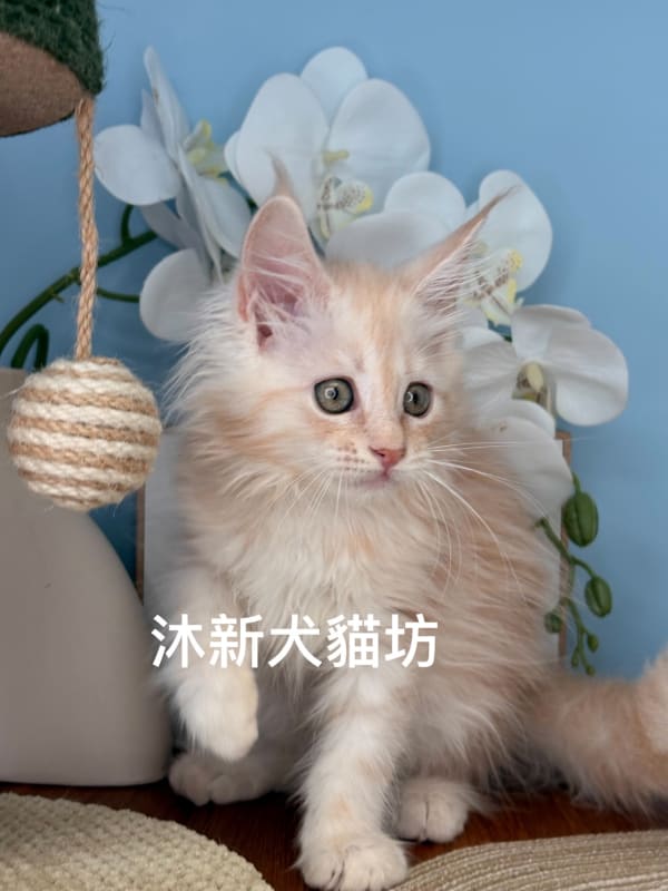 緬因貓 2