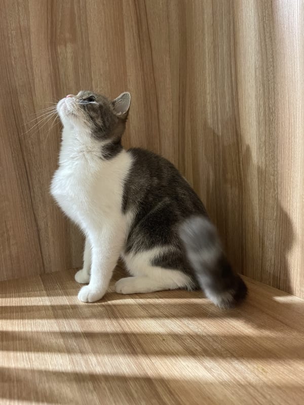 英國短毛貓 4