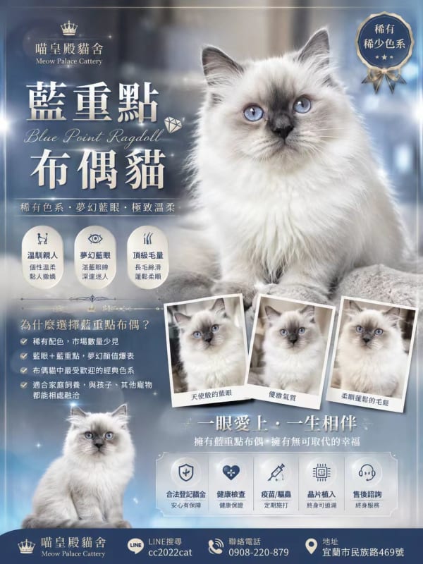 布偶貓 1