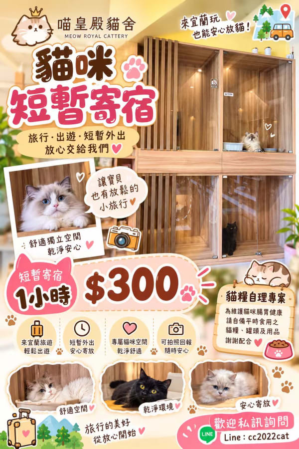 布偶貓 2