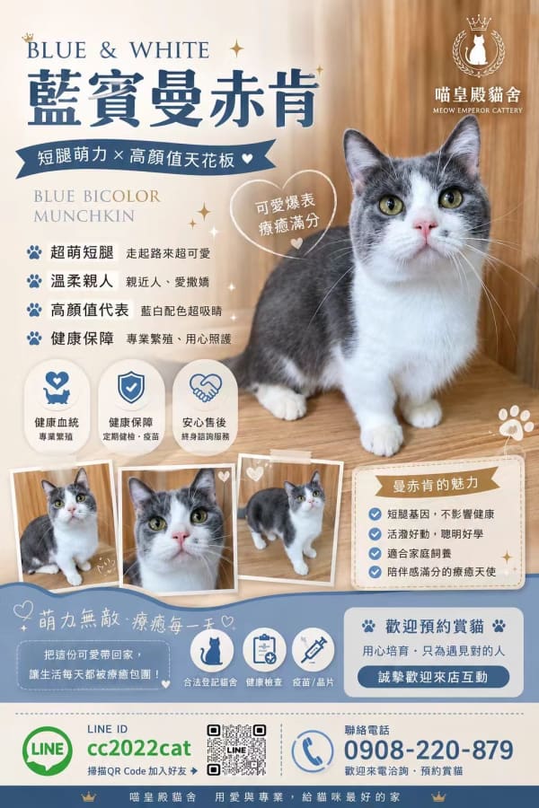 曼赤肯貓 4