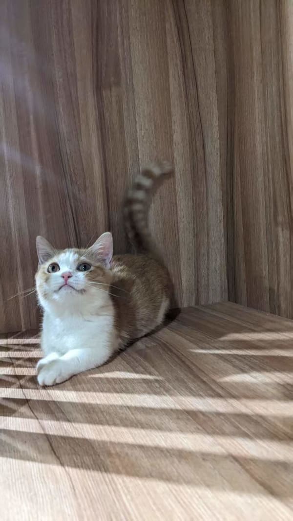 曼赤肯貓 3