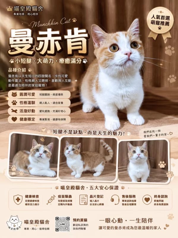 曼赤肯貓 5