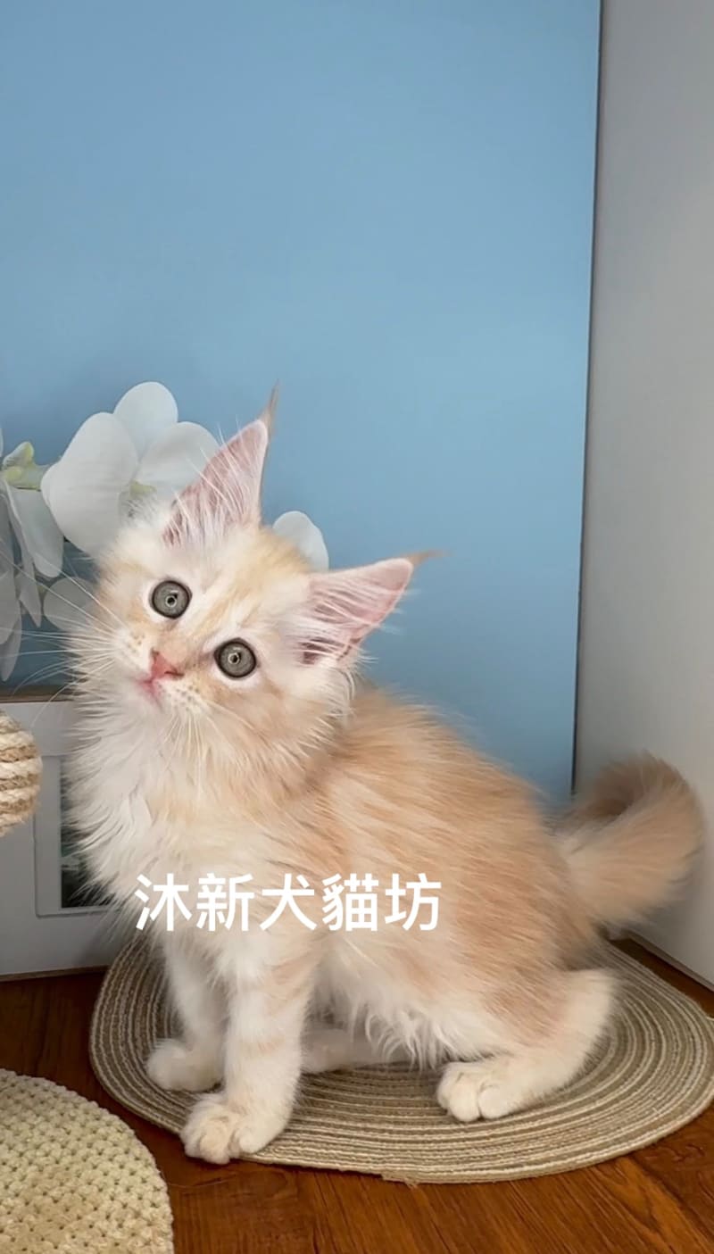 緬因貓