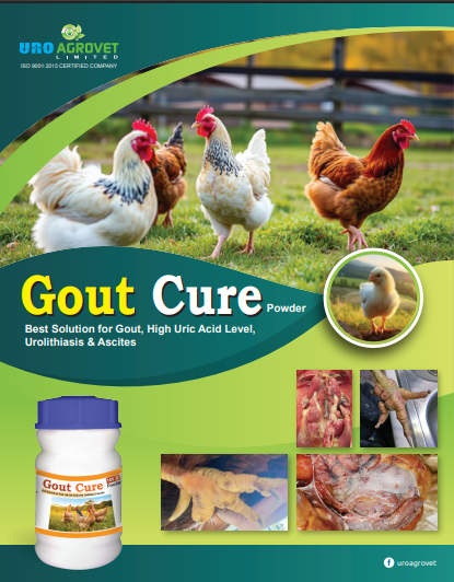 Gout Cure