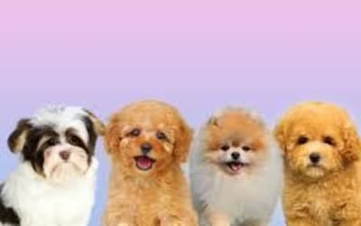 Dünyanın En Tatlı Köpek Cinsi