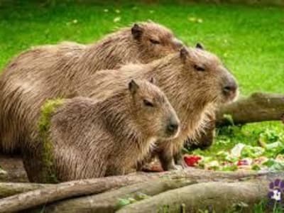 Evde Beslemek İsteyeceğin En Egzotik Hayvan