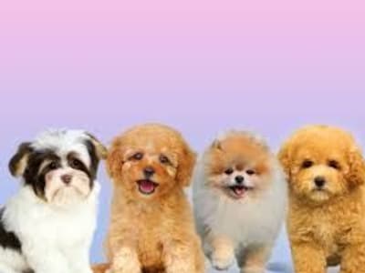 Dünyanın En Tatlı Köpek Cinsi