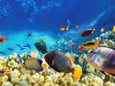 Su Altı Dünyası: Doğru-Yanlış Oyunu