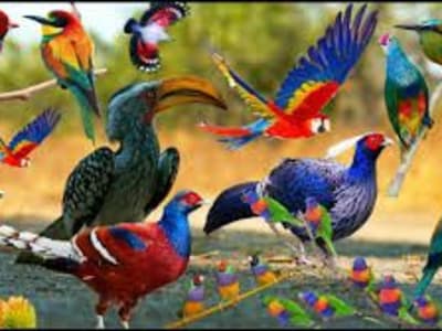 Kuşlar Dünyası: Efsaneler ve Gerçekler