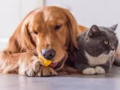 Evcil Hayvan Gerçekleri ve Yanlışları