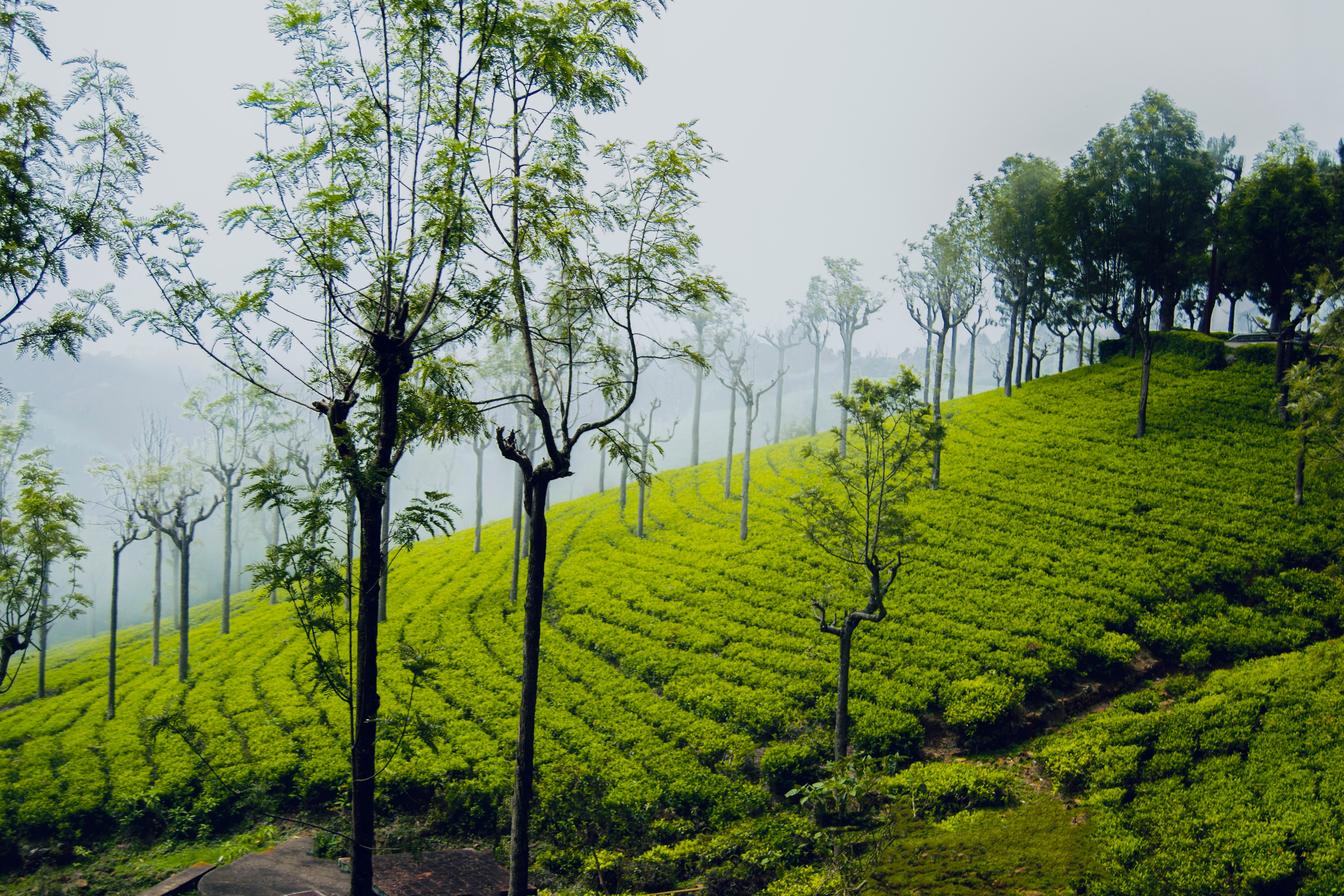 Kerala Tea Gardens