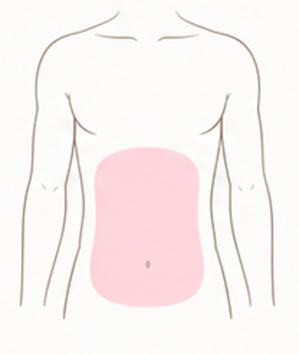 Stomach