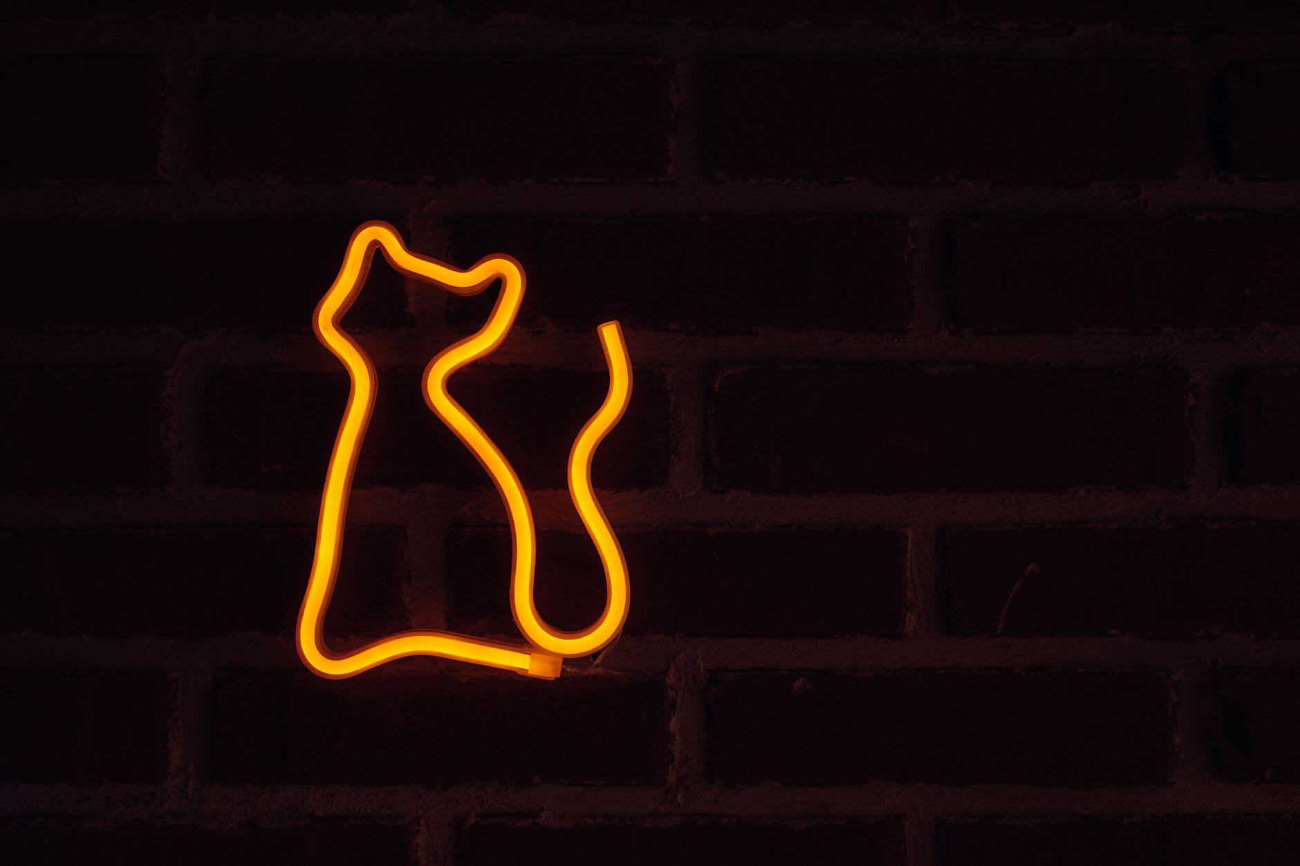 Cat Neon Signs to Showcase Your Love for Feline Friends