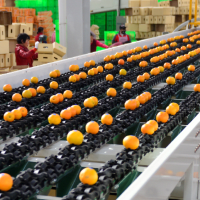 Reemoon Weighing System- Precision and Efficiency for Fruit and Vegetable Sorting