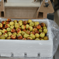 Advanced Color and Defect Sorting- Precise Analysis for Fruit and Vegetable Grading