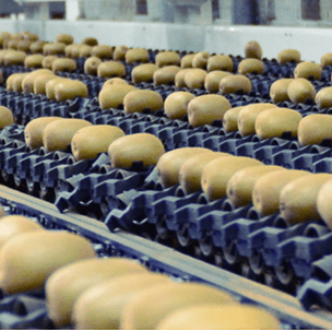 Efficient Diameter Sorting: Precise Sizing for Fruits