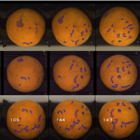 Advanced Defect Sorting: Precise Detection of Surface Defects