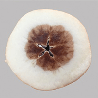 Advanced Internal Quality Sorting: Precise Assessment of Fruit and Vegetable Characteristics