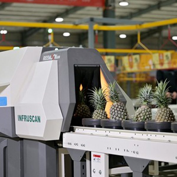 Pineapple