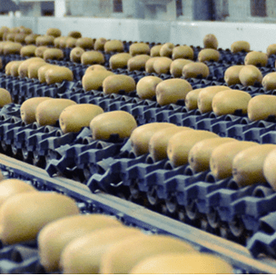 Efficient Diameter Sorting: Precise Sizing for Fruits
